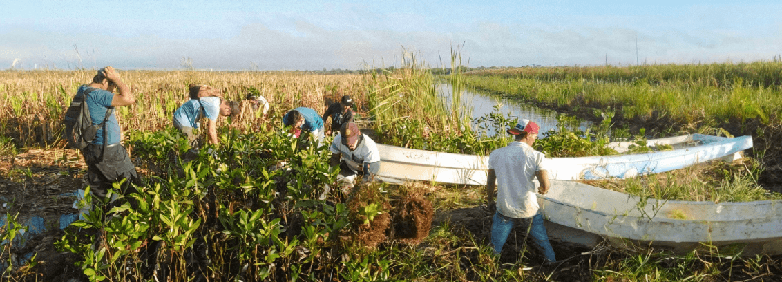 An image of Mangrove Restoration - Mexico