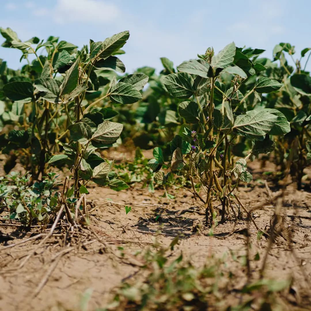 An image of AgreenaCarbon Combined Project